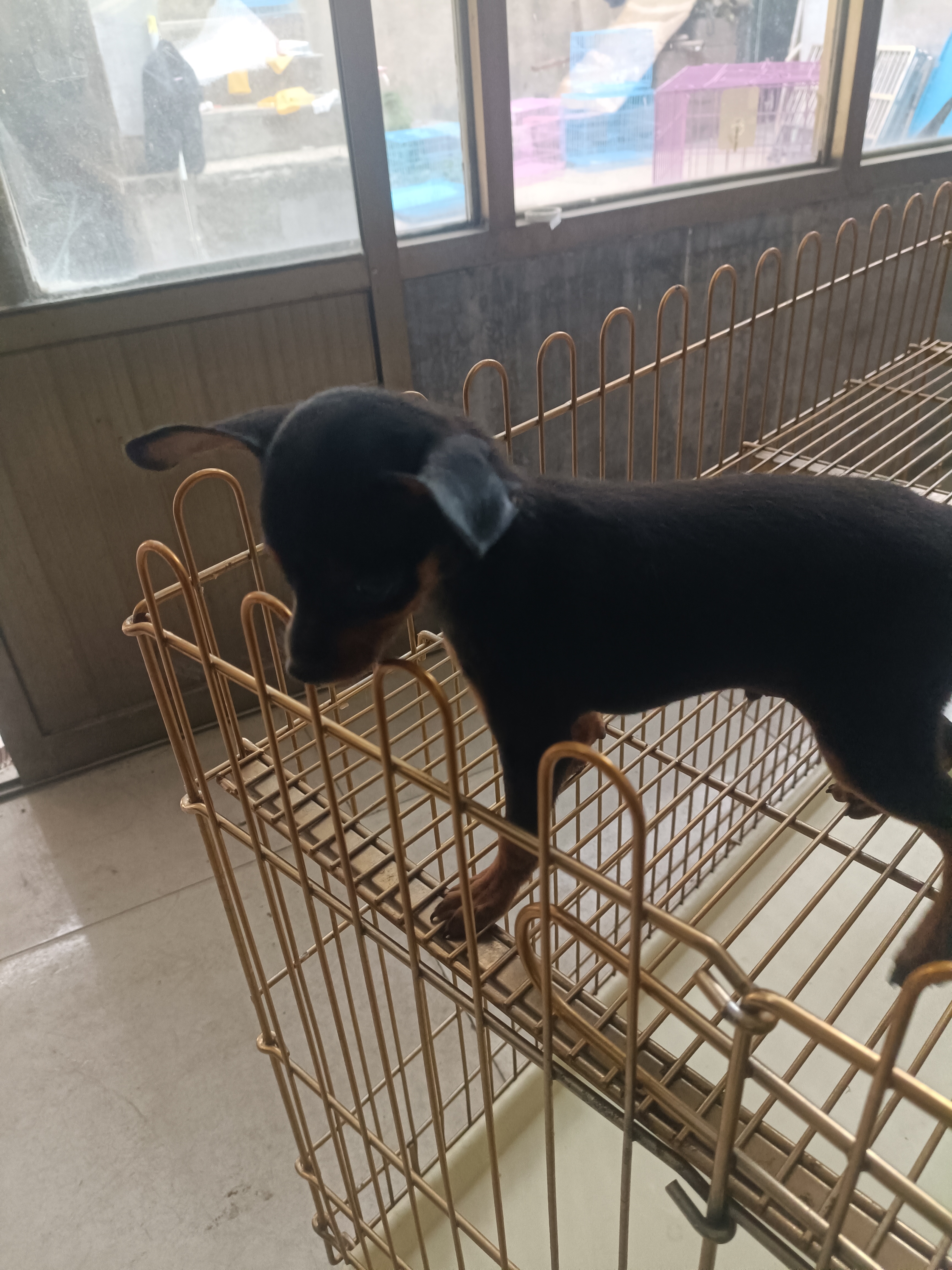 小鹿犬，活泼可爱，不掉毛，没体味支持平台下单